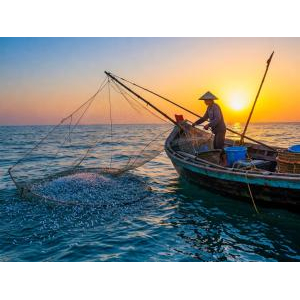 Chà Bông Cá Mối – Dinh Dưỡng Từ Vùng Biển Quê Hương