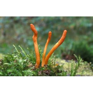 Giới thiệu về nấm Cordyceps