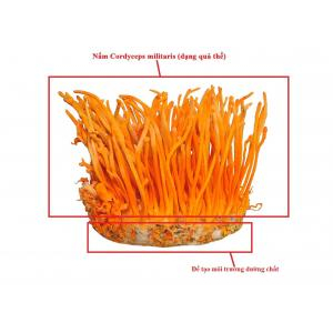 Đối tượng nên và không nên sử dụng cao đông trùng hạ thảo