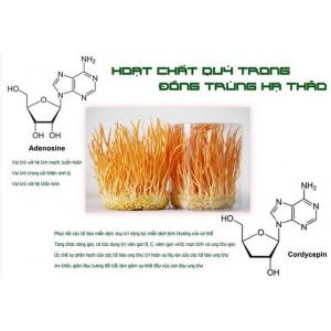 Cordycepin có tác dụng gì?