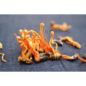 Giới thiệu về nấm Cordyceps