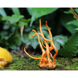 Giới thiệu về nấm Cordyceps