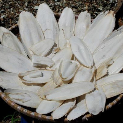 Mai mực là gì?