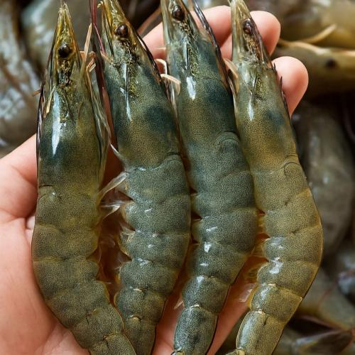 Vỏ tôm có nhiều canxi không?