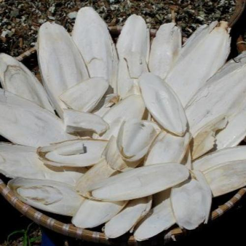 Mai Mực Là Gì? Mai Mực Có Tác Dụng Gì?