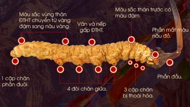 Kiểm tra chân đông trùng