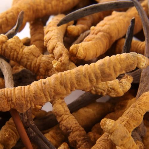 Tìm hiểu về đông trùng hạ thảo