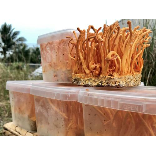 Có lợi cho bệnh tiểu đường