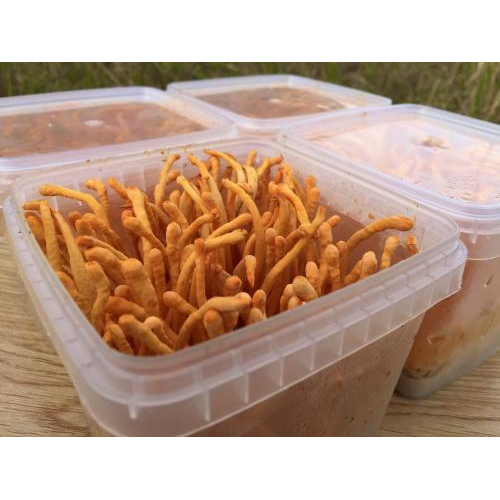 Nuôi sợi trùng thảo