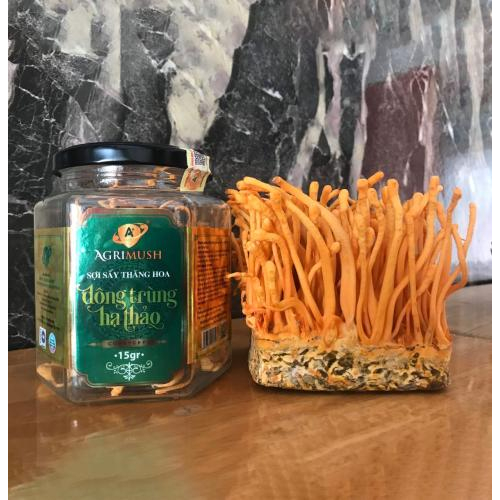 Đông trùng hạ thảo nuôi cấy