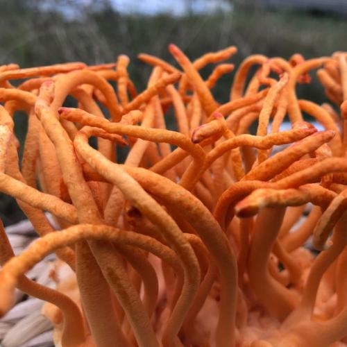 Ổn định đường huyết