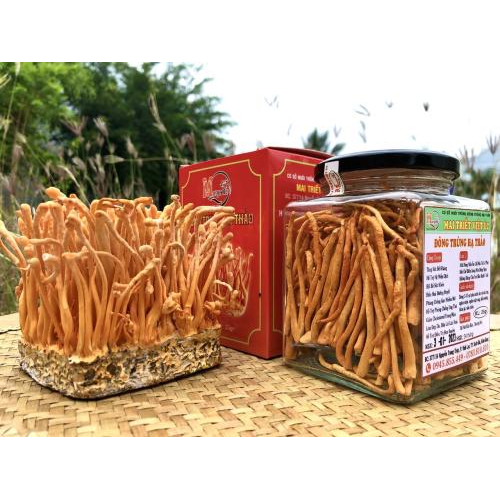 Đế đông trùng hạ thảo là gì?
