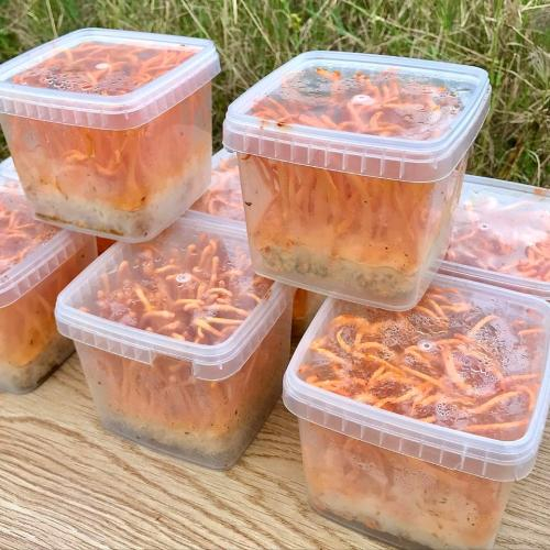 Mua đông trùng hạ thảo nuôi cấy ở đâu uy tín?