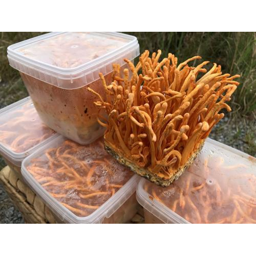 Chống lão hóa