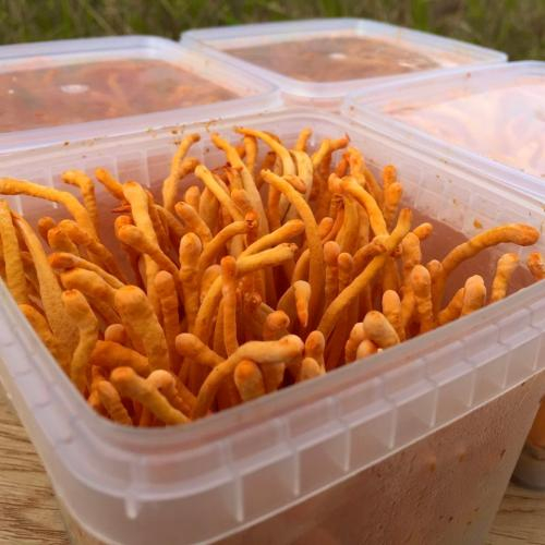 Lời khuyên từ chuyên gia