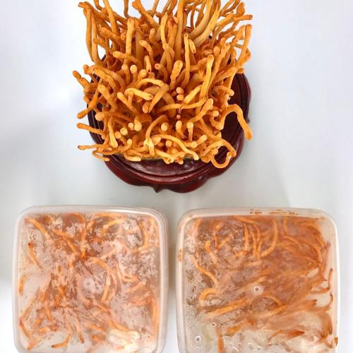 Đau dạ dày có uống được đông trùng hạ thảo không?