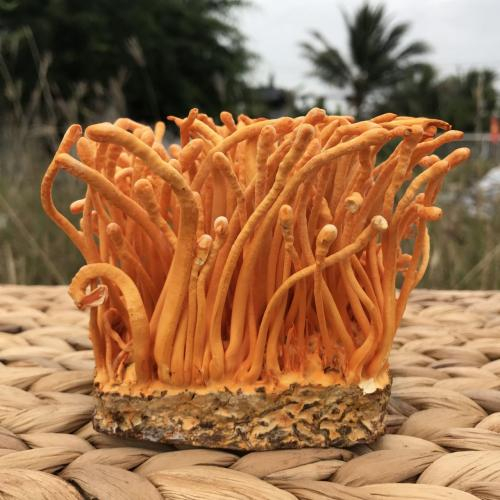 Kỵ nấu ở nhiệt độ quá cao