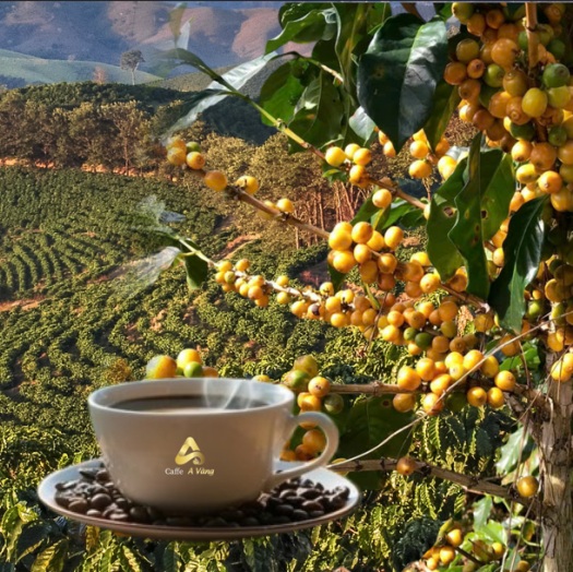 Nước ta trồng cà phê vàng ở đâu?