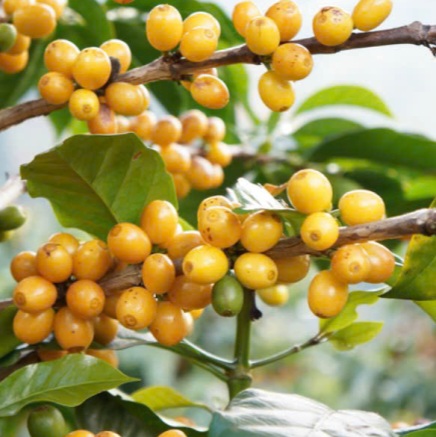 Phương pháp chế biến nghiêm ngặt