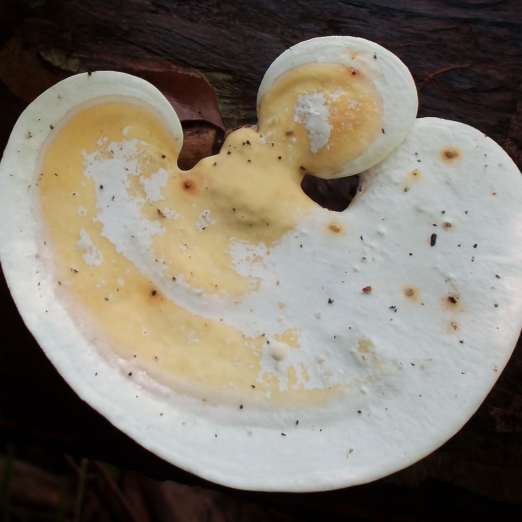 Nấm linh chi là gì?