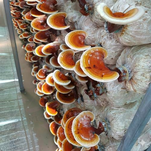 Tăng cường hệ miễn dịch