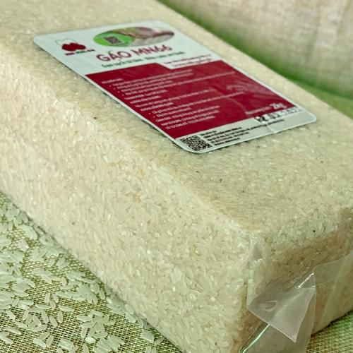 Chất lượng giống lúa OM18 cao