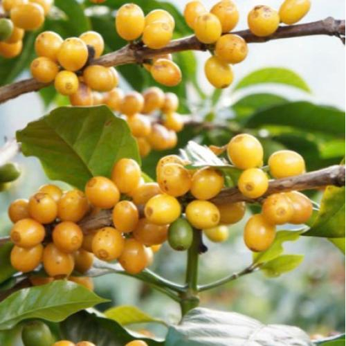 Phương pháp chế biến nghiêm ngặt