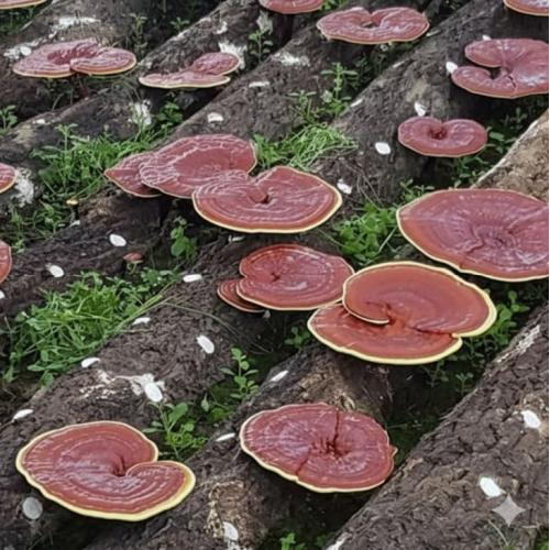 Mua ở các nhà cung cấp uy tín