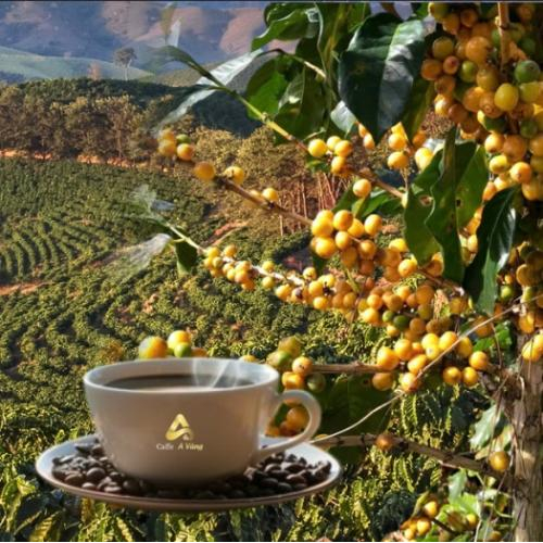 Có mấy loại cà phê Bourbon nào?