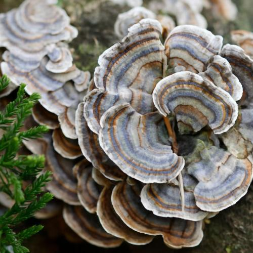 Nấm linh chi là gì?