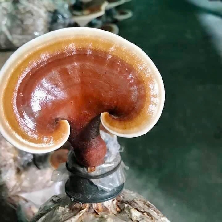 Trẻ em trên 6 tuổi