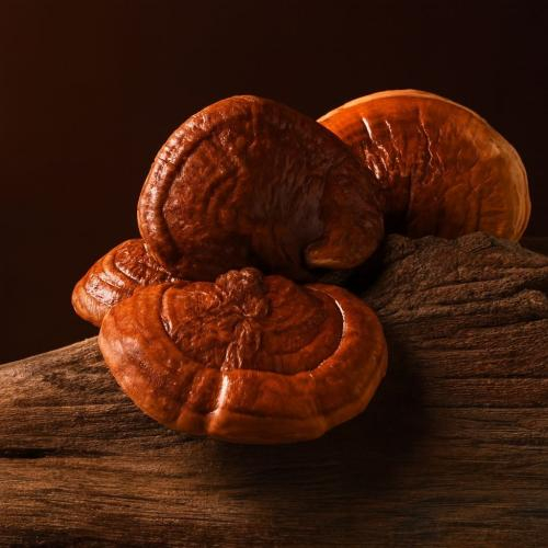 Nấm linh chi rừng dành cho ai?