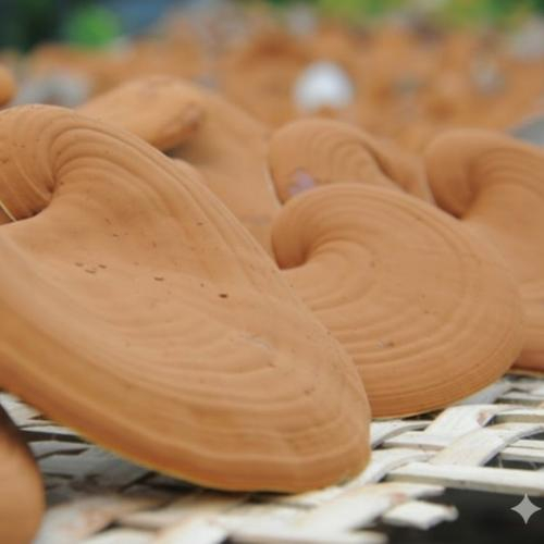 Cách dùng bào tử nấm linh chi hiệu quả