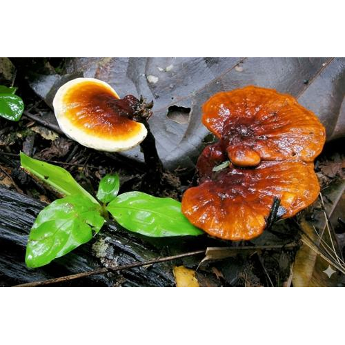 Dùng nấm linh chi nấu nước