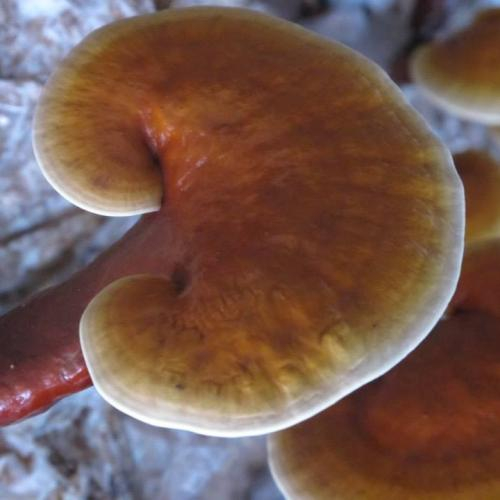 Cải thiện hệ miễn dịch