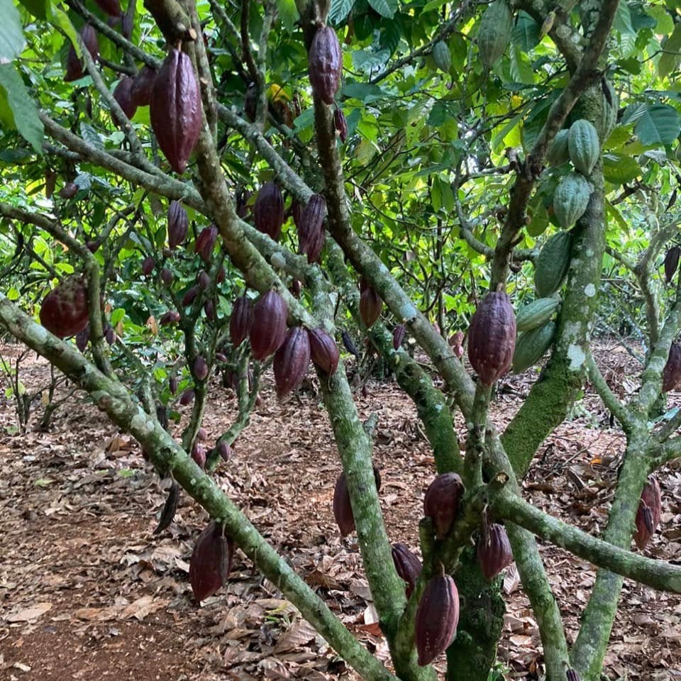 Hành trình của socola