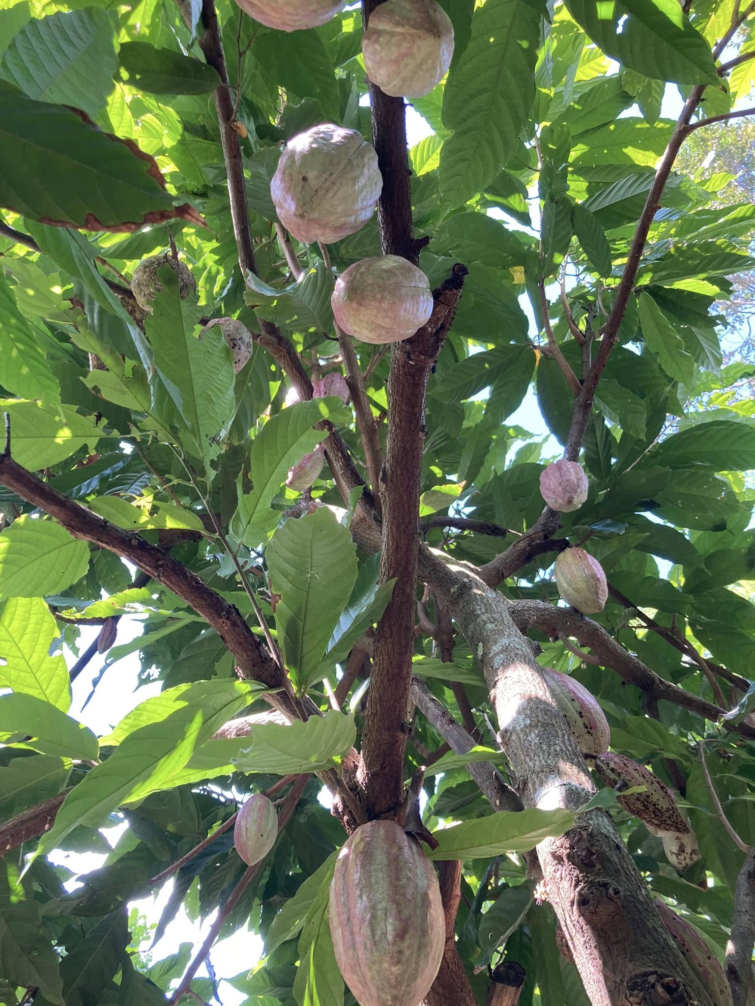 Cây ca cao là gì?