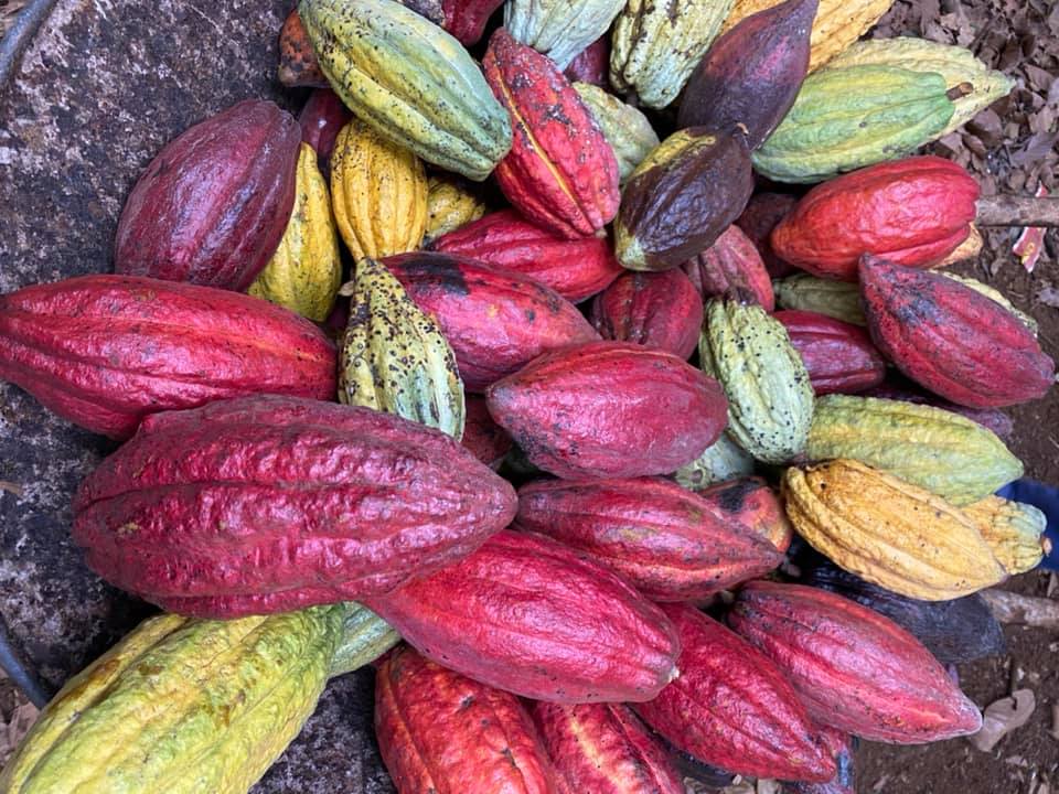 Hạt cacao nào tốt nhất để làm socola?