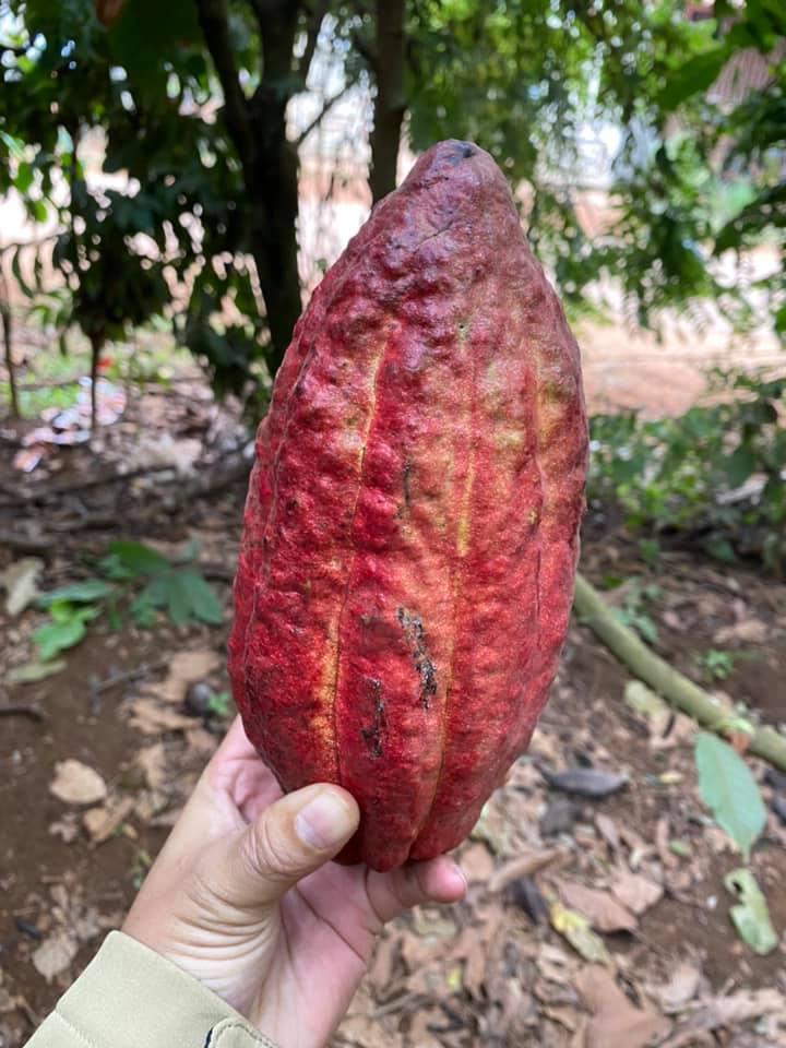 Giống cacao nào tốt nhất không?