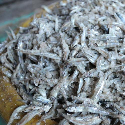 Bắt đầu từ những mẻ cá cơm tươi