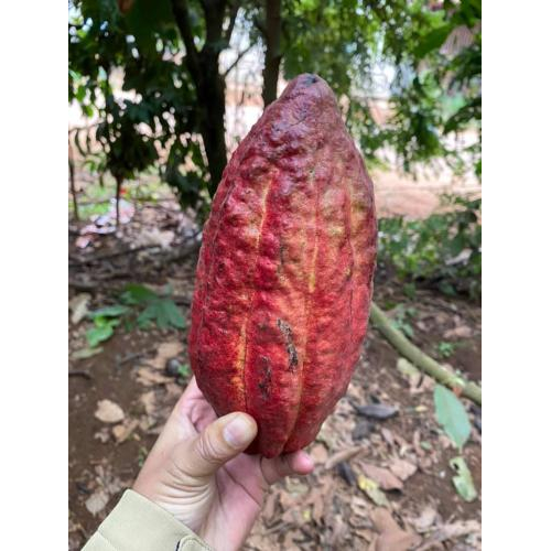 Cách đây 5300 năm con người đã sử dụng cacao