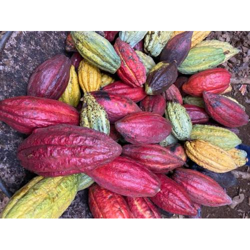 Hạt cacao nào tốt nhất để làm socola?