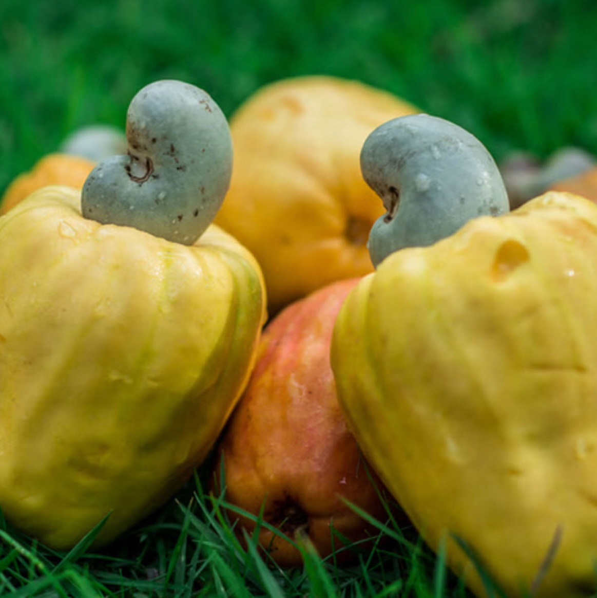 Nguyên liệu chất lượng