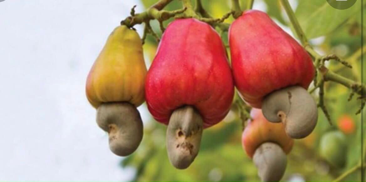 Quả điều có chất dinh dưỡng nào?