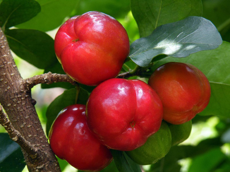 1. Quả sơ ri