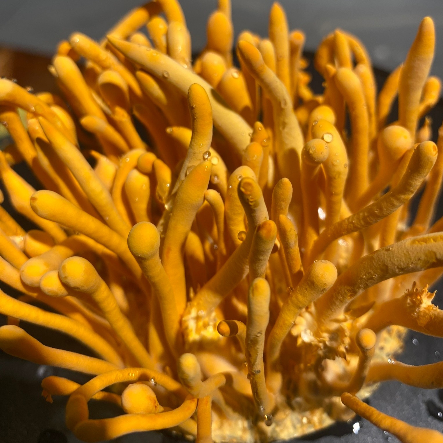 5. Hỗ trợ ổn định đường huyết