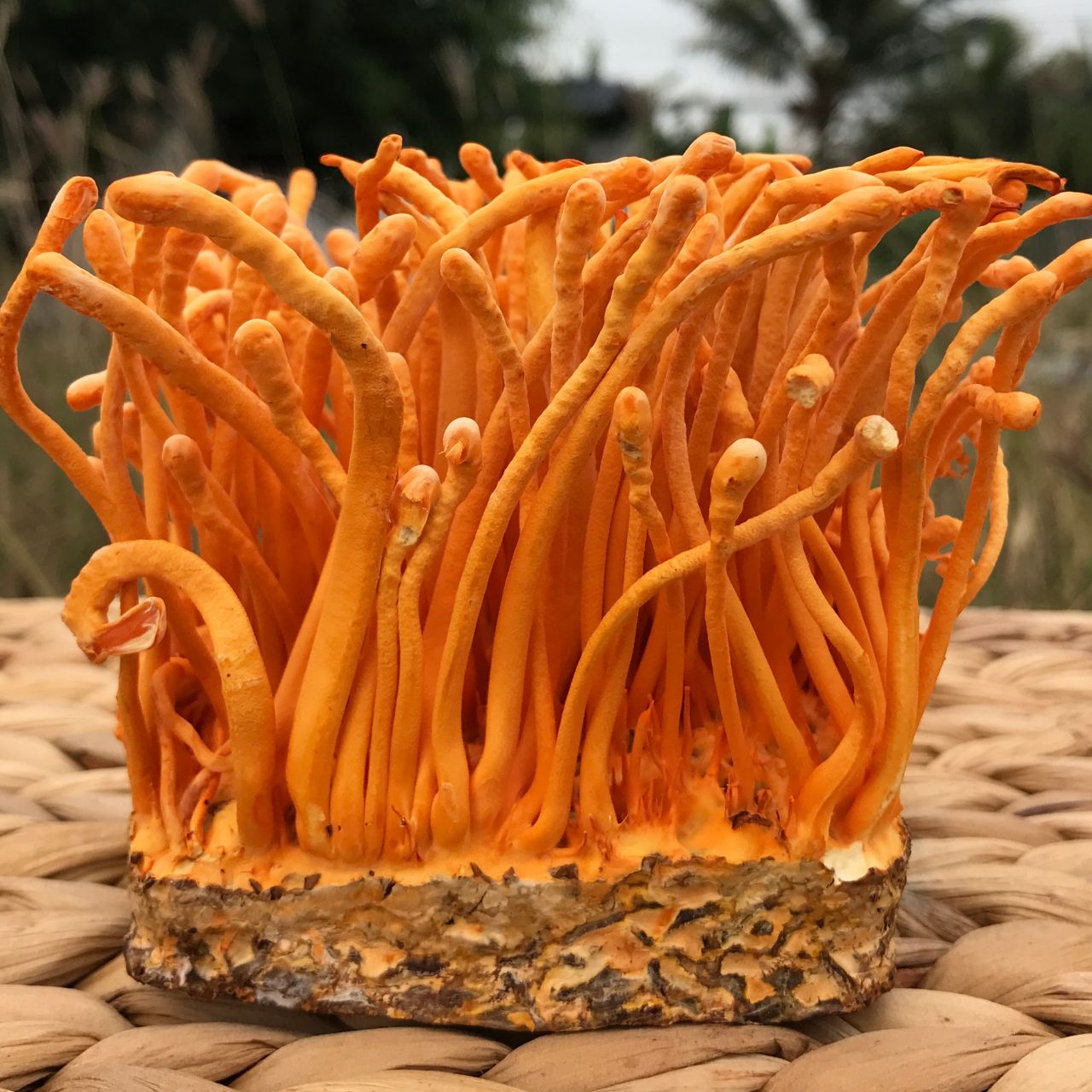 Đông trùng hạ thảo nuôi cấy là gì?