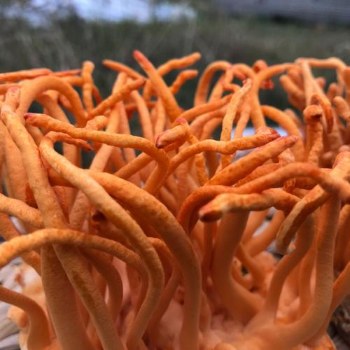 5. Vị nấm đông trùng