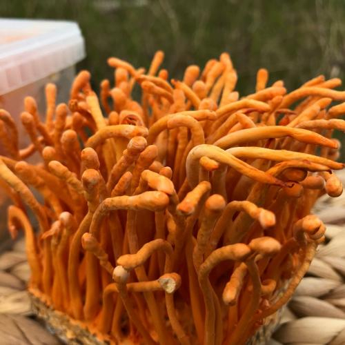 Nguồn gốc minh bạch