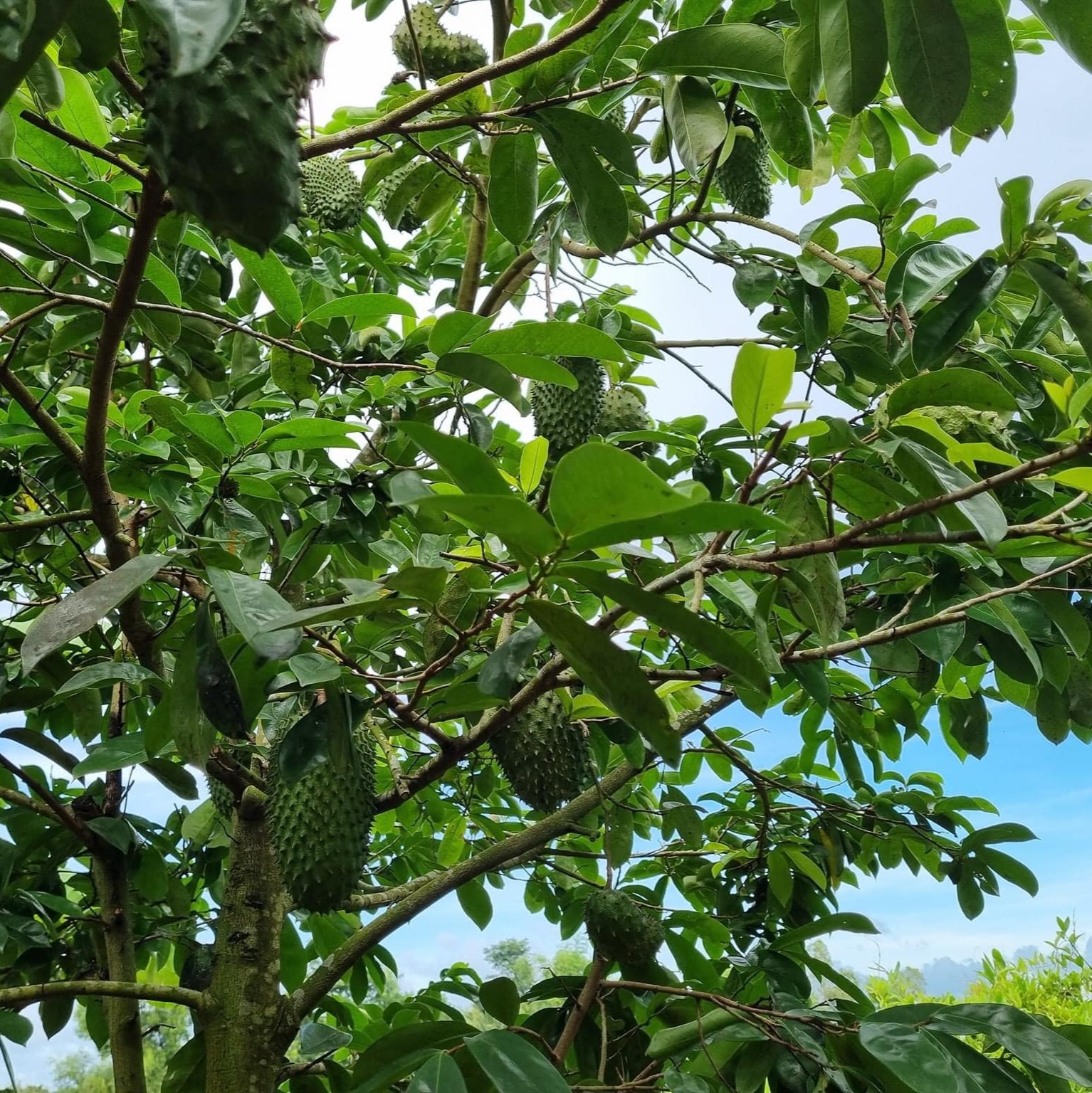 1. Bổ sung dưỡng chất